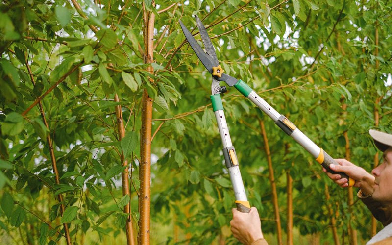 Tree trimming in Phoenix, OR